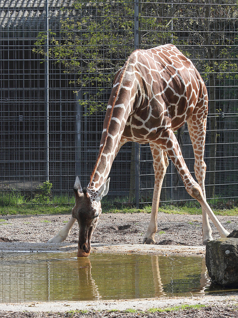 Trinkende Giraffe (Wilhelma)