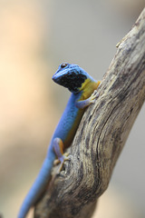 Blauer Zwergtaggecko (Wilhelma)