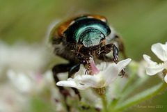 Phyllopertha horticola  (Garden Chafer)