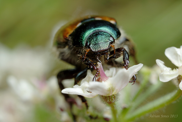 Phyllopertha horticola  (Garden Chafer)