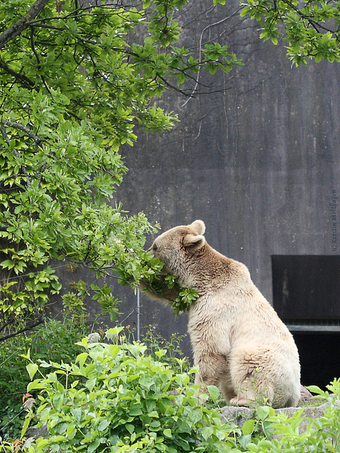 Braunbär (Wilhelma)