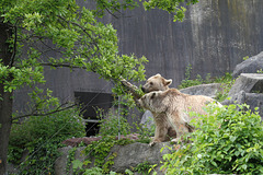 Braunbär (Wilhelma)