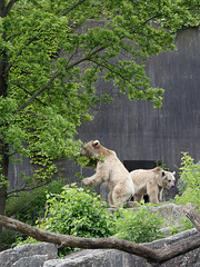 Braunbären (Wilhelma)