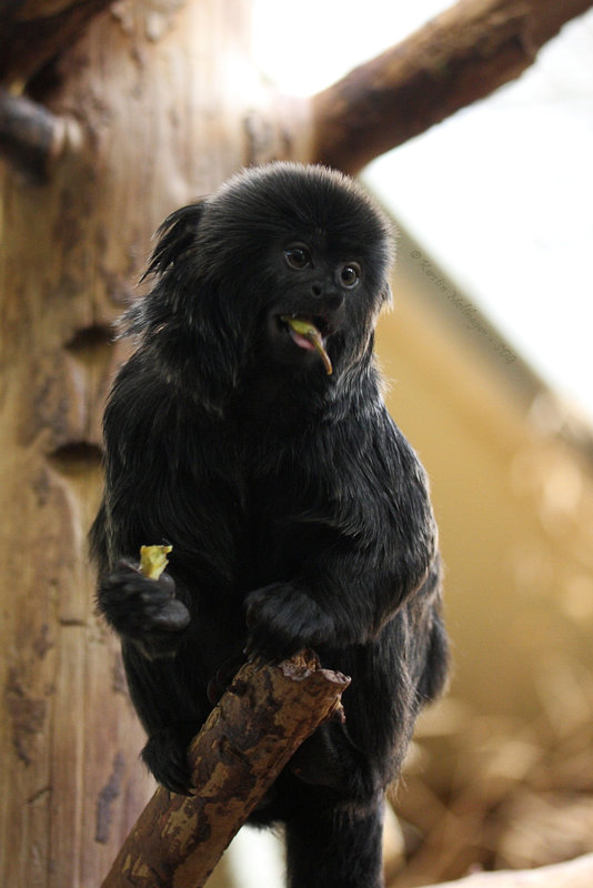 Springtamarin (Wilhelma)