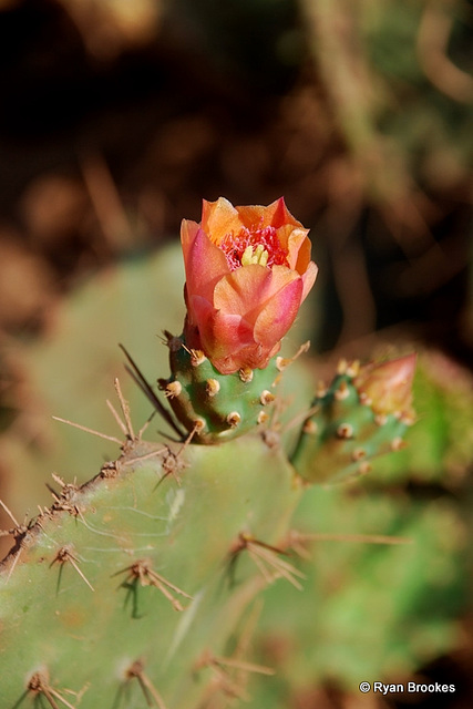 20080320-0178 Opuntia elatior Mill.