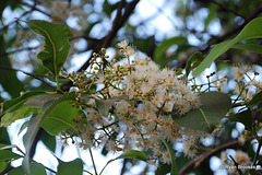 20090215-0672 Syzygium cumini (L.) Skeels