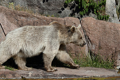 Syrischer Braunbär (Wilhelma)