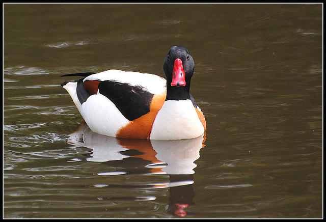 Red  Billed