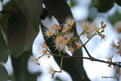 20090215-0676 Syzygium cumini (L.) Skeels