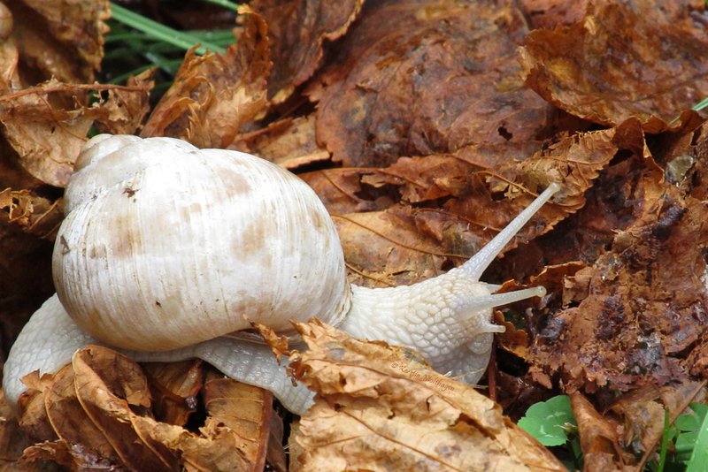 Weinbergschnecke