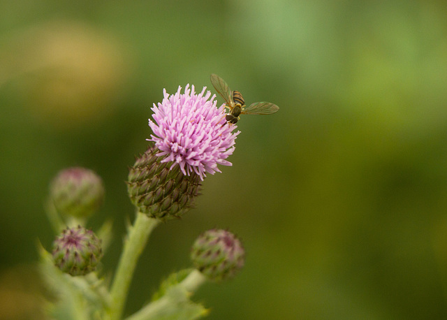 Thistle