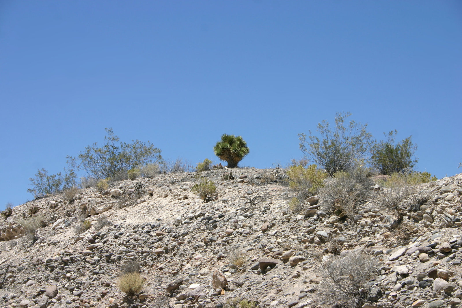 Small Joshua Tree