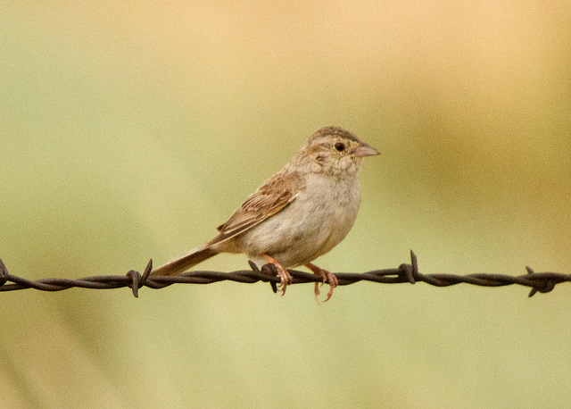 Cassin's Sparrow