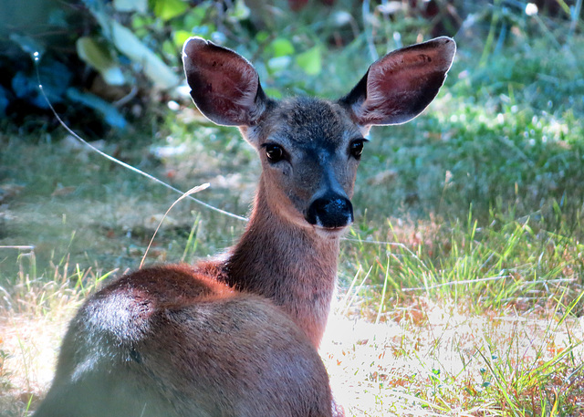 Garden Pet