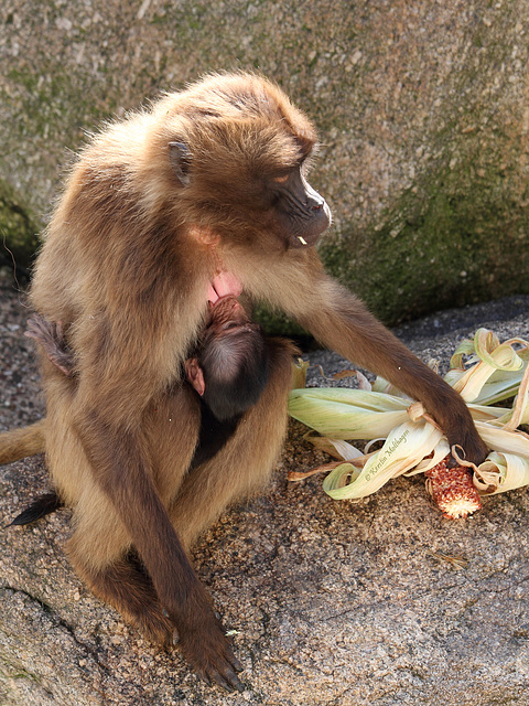 Ein neues Baby! :-) (Wilhelma)