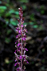 Corallorhiza mertensiana fma. pallida