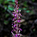 Corallorhiza mertensiana fma. pallida