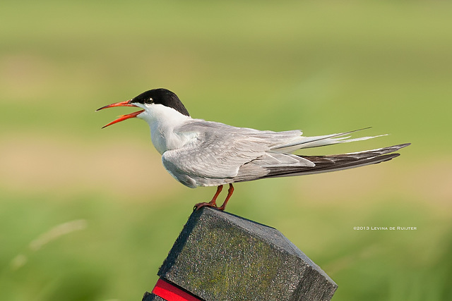 Common Tern / Visdief / Sterne pierregarin (Sterna hirundo)