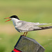 Common Tern / Visdief / Sterne pierregarin (Sterna hirundo)