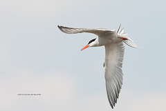 Common Tern / Visdief / Sterne pierregarin (Sterna hirundo)