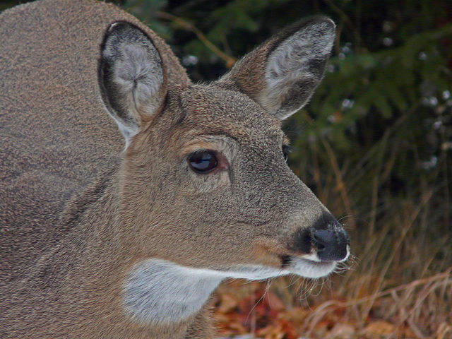 White-tailed Deer