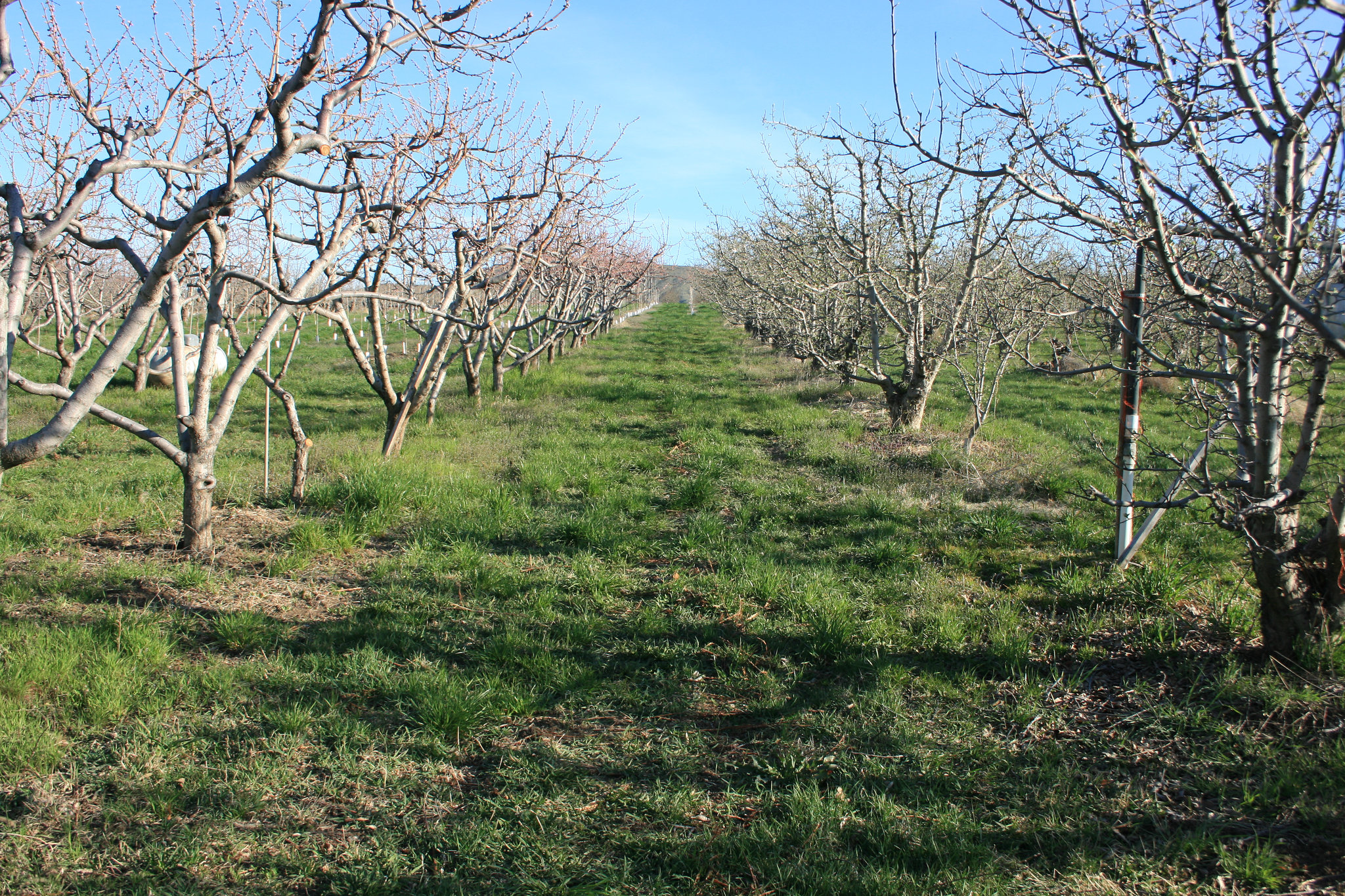 Apple Orchard