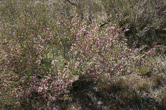 Desert Peach in Bloom
