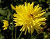 Cactus-Dahlia „Lichtenstein“