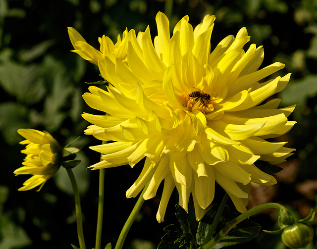 Cactus-Dahlia „Lichtenstein“