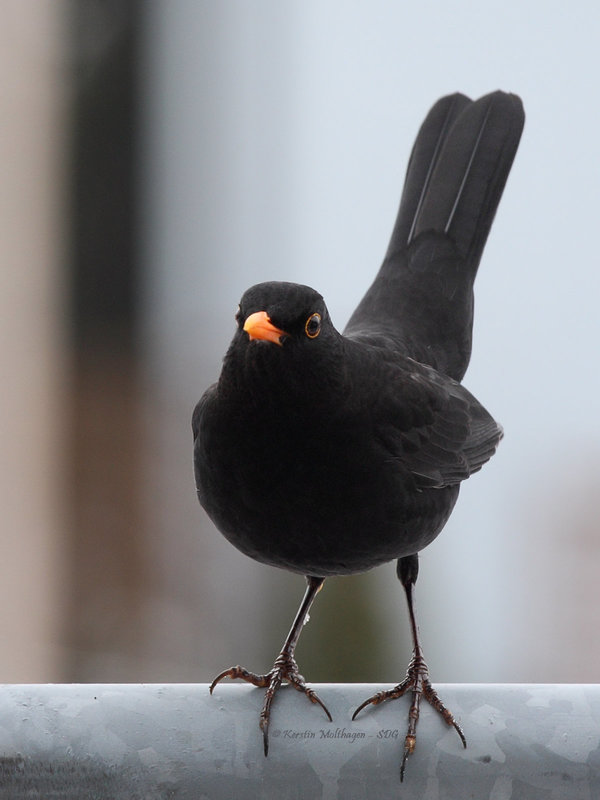 Amsel