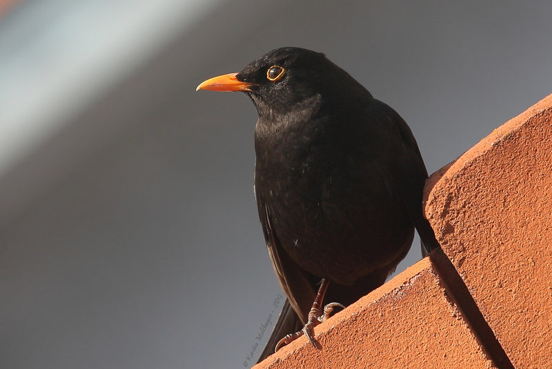 Herr Amsel