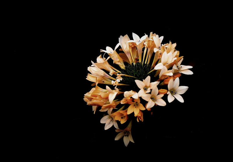 Collomia grandiflora