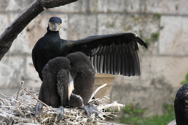 Familie Kormoran (Wilhelma)