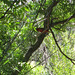 Big Bend NP, Sam Nail Ranch 2666a