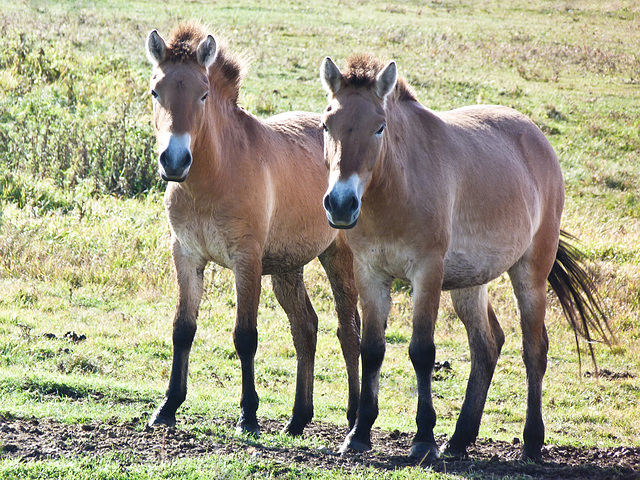 Rare Przewalski Horses