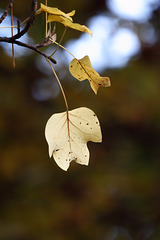 Herbstblatt (Wilhelma)