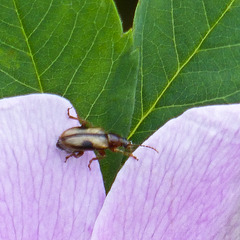 Is this an Orsodacnid Leaf Beetle