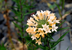Collomia grandiflora (2)
