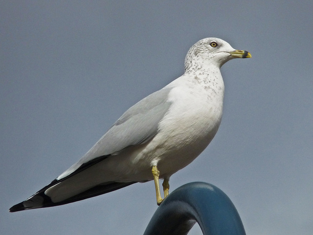 Ring-billed Gull