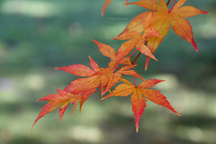 Herbstblätter im Höhenpark Killesberg