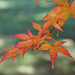 Herbstblätter im Höhenpark Killesberg