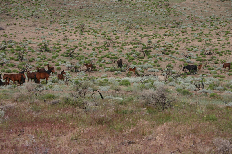 Mustangs & sheep