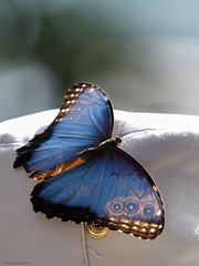 Blauer Morphofalter (Wilhelma)