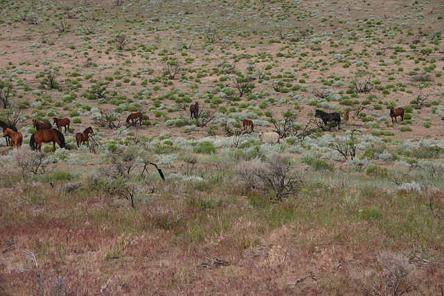 Wild horses & sheep 3