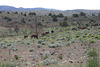 Wild horses & sheep 5