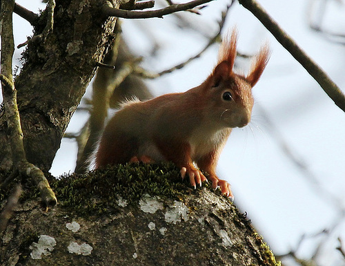 Eichhörnchen