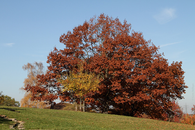 Herbstfarben im Höhenpark Killesberg