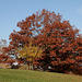 Herbstfarben im Höhenpark Killesberg