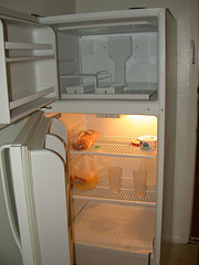 1st apartment - fridge
