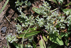 Scleranthus perennis